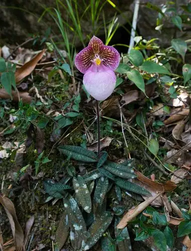 paphiopedilum micranthum 硬叶兜兰,兜兰属.