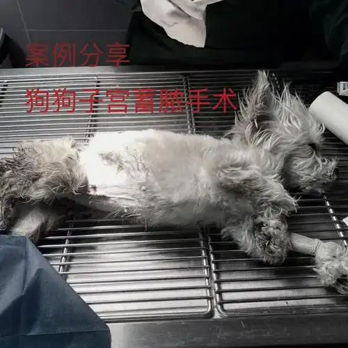 子宫7215狗狗近半个月食欲不振,肚子肿大主人一直都以为是怀孕