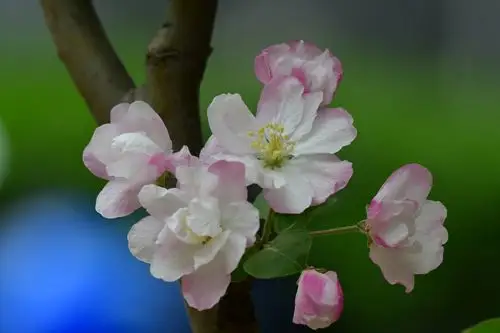 "百花至尊"海棠花