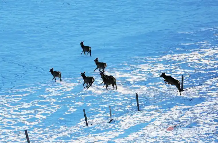 高清组图天山马鹿穿行雪岭