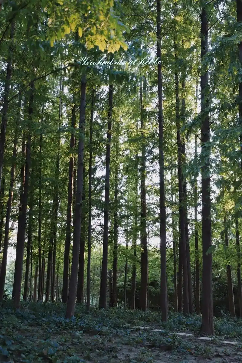 河南小众景点98信阳波尔登森林公园95.