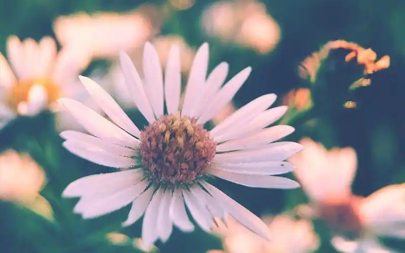 小清新植物花卉唯美摄影高清壁纸