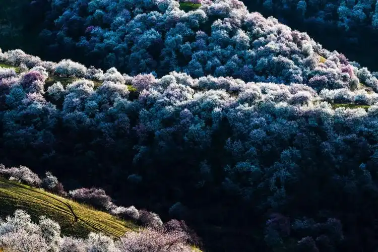 伊犁杏花沟