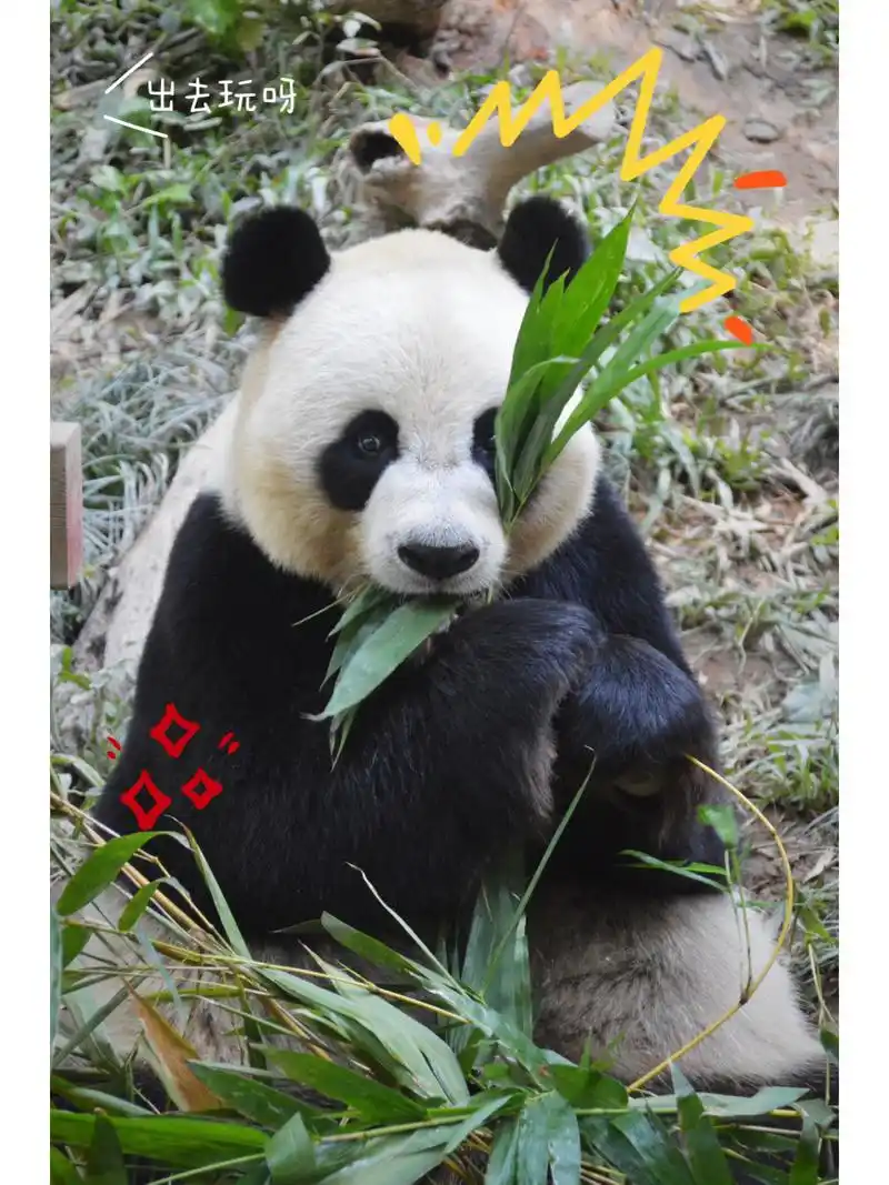 呆萌大熊猫出动 949494 萌萌的大熊猫出动,天气好,都活泼得呢.