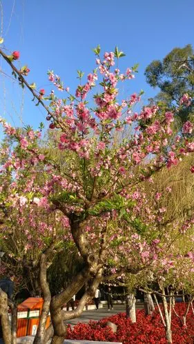 温馨而浪漫 朴面春风入怀中 阳春桃花处处有 三月春风天尚寒 桃花树下