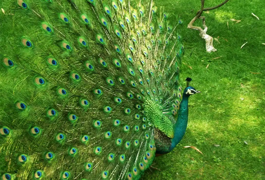 孔雀开屏电脑桌面锁屏_欢迎来到孔雀的世界_动物壁纸