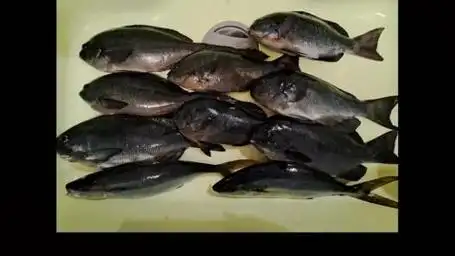 日本矶钓,黑毛鱼白毛鱼,连臭肚鱼都这么大