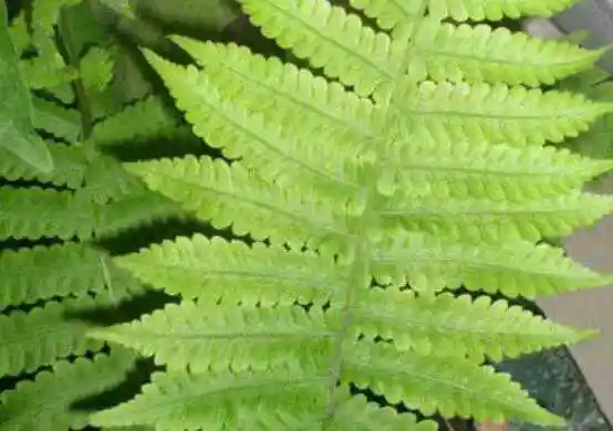 金鸡尾的功效与作用金鸡尾的禁忌有哪些