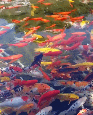 314_389竖版 竖屏gif 动态图 动图