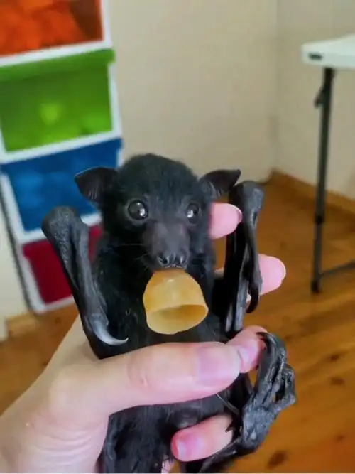 国外小姐姐路边发现蝙蝠宝宝,带回家照顾痊愈竟带着家族回来探望