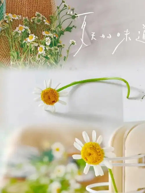 静物拍摄一组小清新照片夏天的感觉