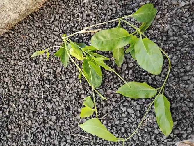 这些是鸡屎藤吗