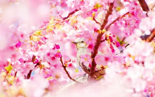 春分时节清新桃花壁纸_绽开的朵朵桃花