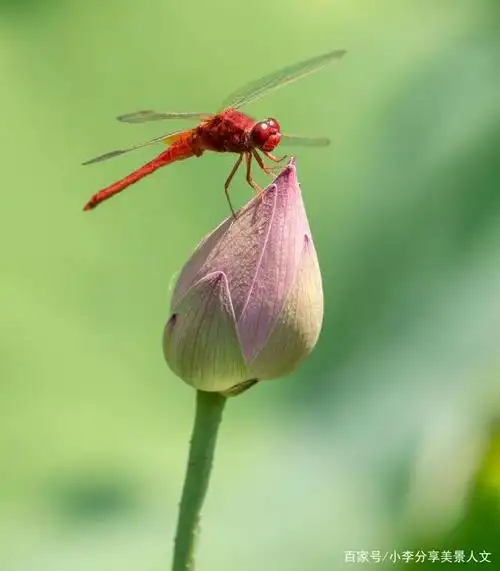 图说摄影第22集:把握4个细节,拍摄荷花上的蜻蜓照片效果更佳