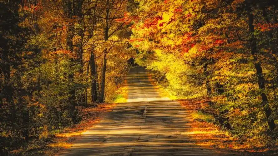 树,路,秋天,黄叶 壁纸