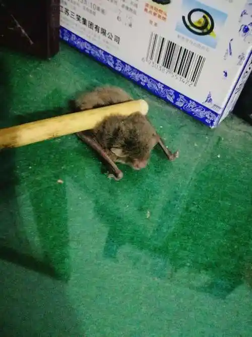 《我在碛口扶贫的两年半》第二篇 关于蝙蝠的故事