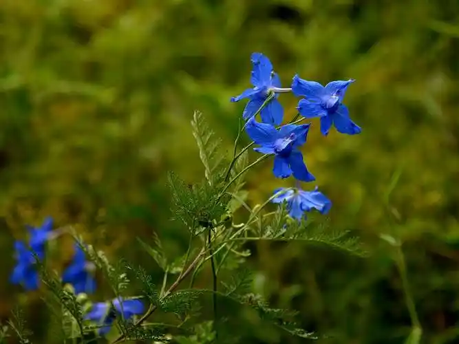 翠雀的生长习性及其价值