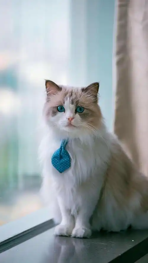 超呆萌的小猫咪