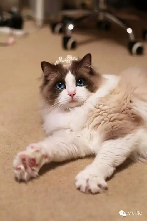 你见过最萌的猫咪萌照是哪张