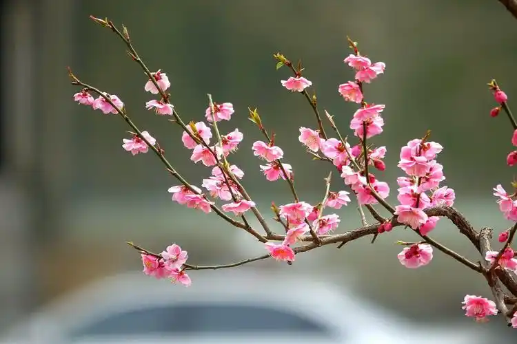 明城墙公园梅花盛开了