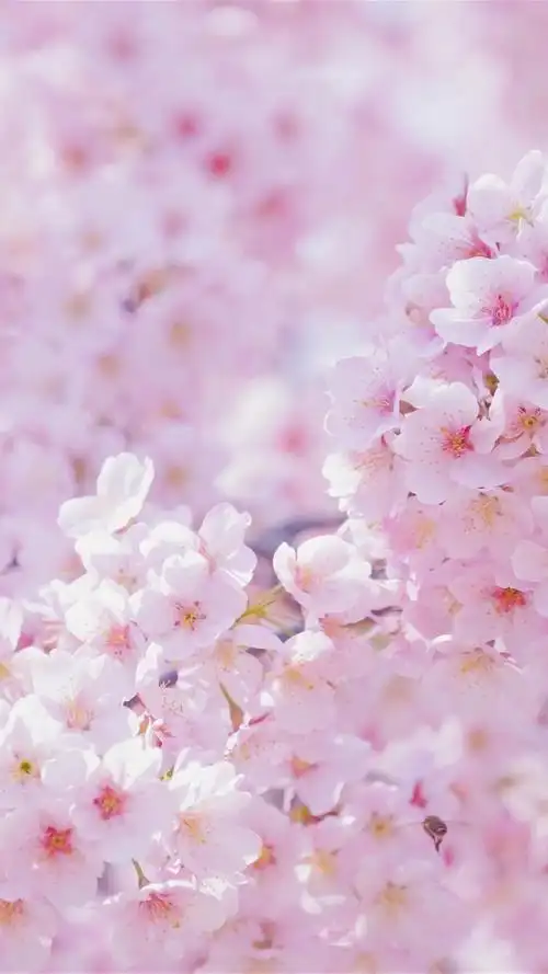 粉色系烂漫樱花,图片大全,高清,图库-回车桌面