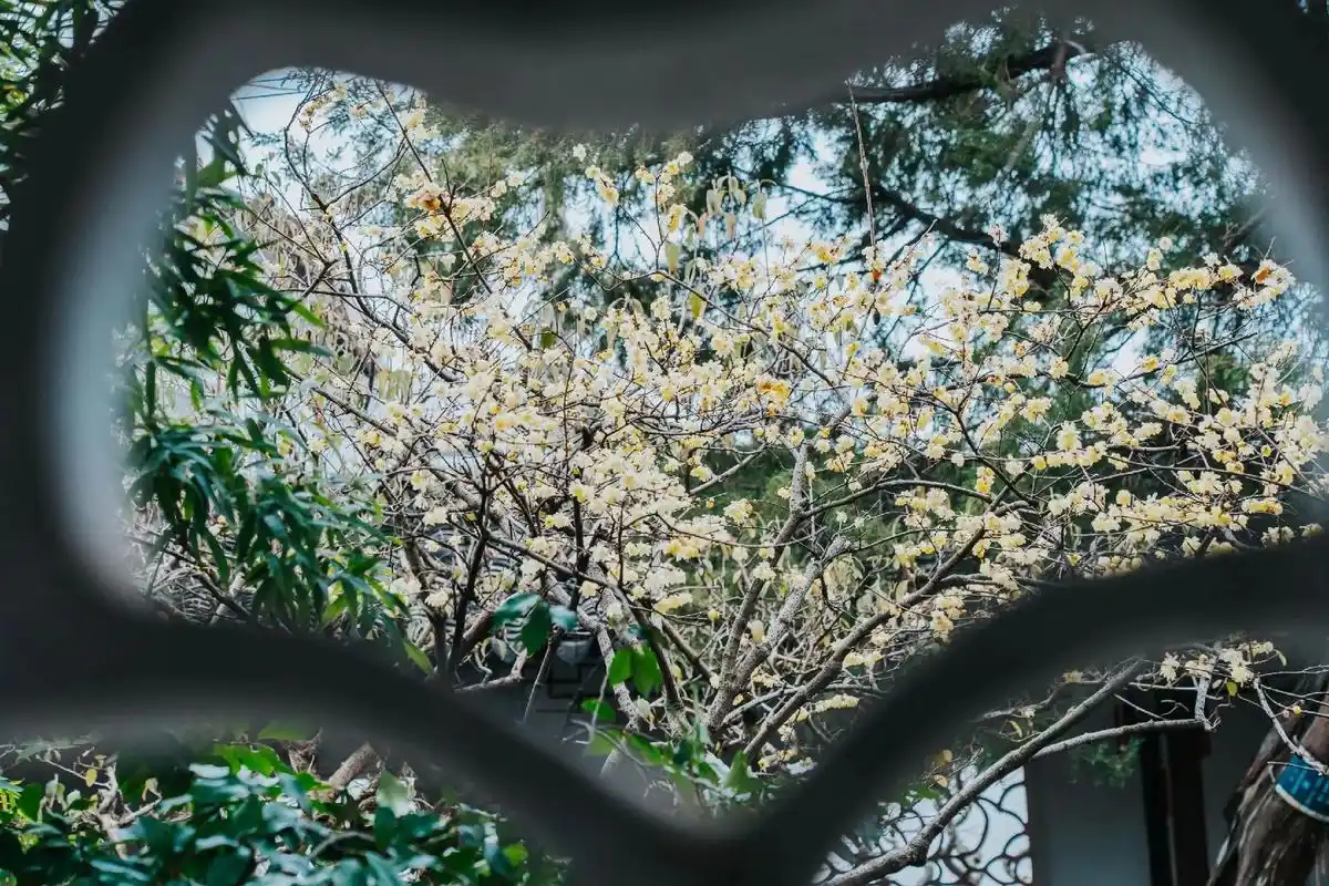 当春天来到苏州园林,江南风景又重现.苏州园林的春天里,我独爱 - 抖音