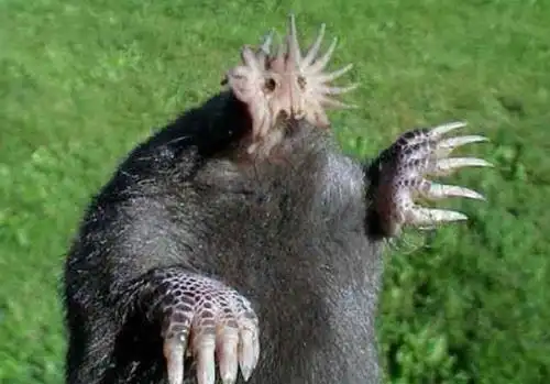 盘点十大样貌怪异的动物个个堪比外星人能把人吓疯