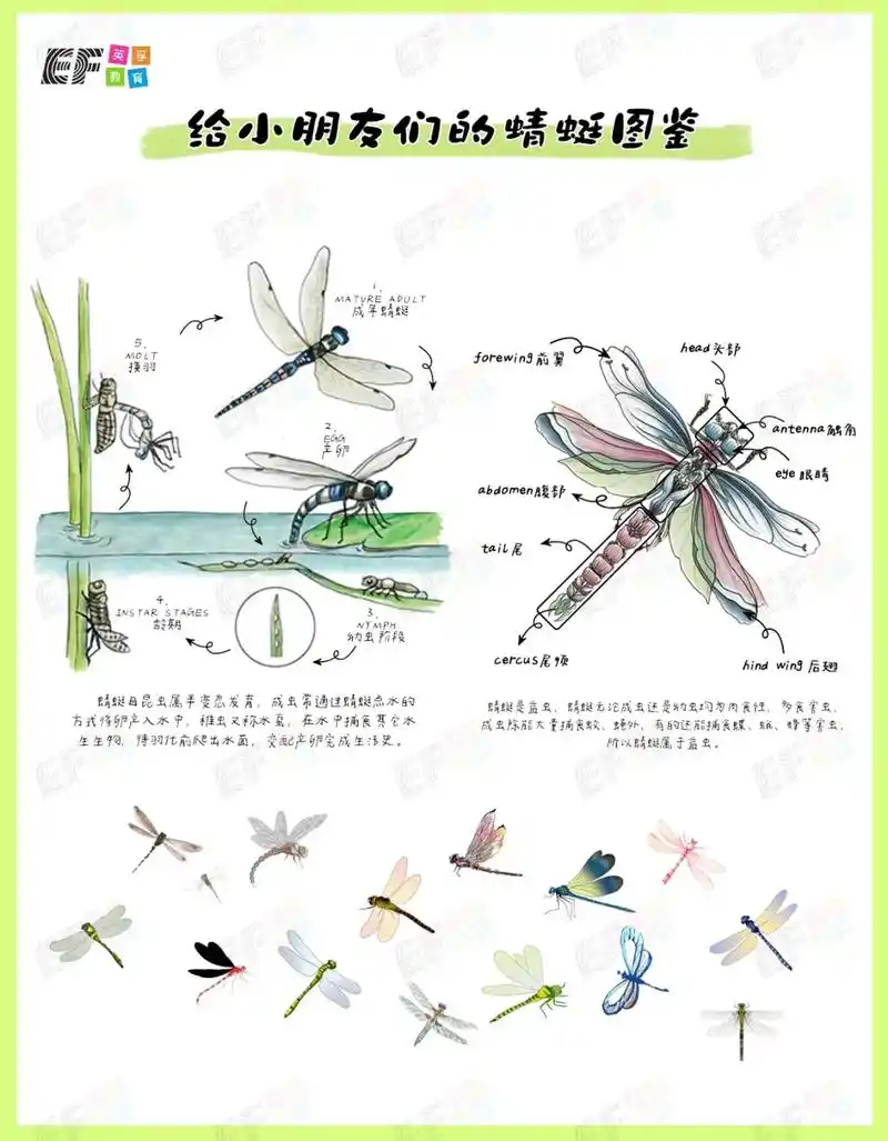 科普阅读|关于蜻蜓的小知识🔍.#英语启蒙 #亲子英语 #英