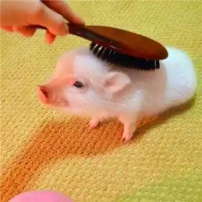 真实可爱猪头像高清图片微信真实猪头头像大全