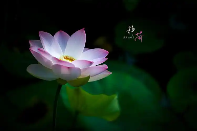 静荷,淡妆浓抹总相宜