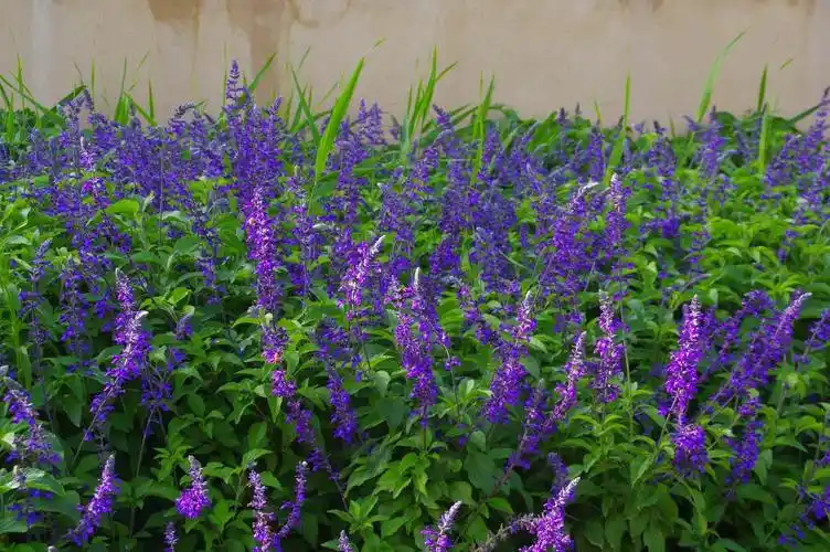 山野寻奇——蓝花鼠尾草