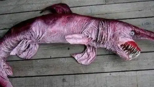 世界上最小的鲨鱼是什么样子图片硬背侏儒鲨只有18厘米