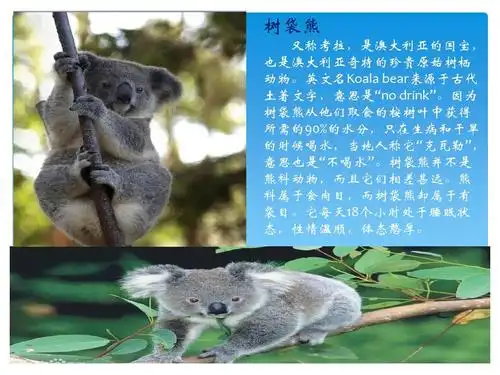 神奇缤纷的动物世界ppt_word文档在线阅读与下载_无忧文档