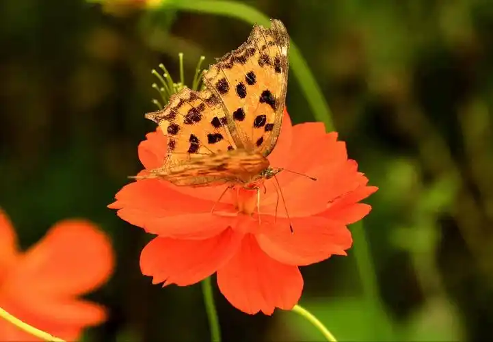 秋天蝴蝶满天飞