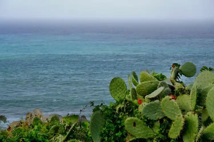 海边的仙人掌,实在很难把仙人掌和海联系在一起,但这是真的.