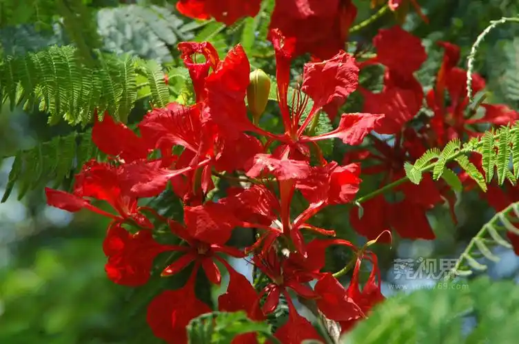 【莞视界】美丽东莞之花的海洋