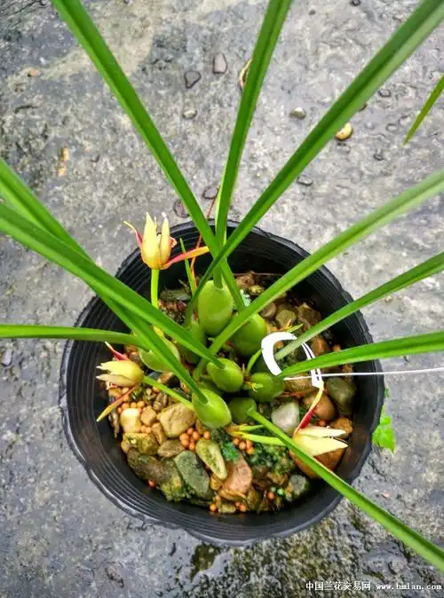 带花咖啡兰1超级香