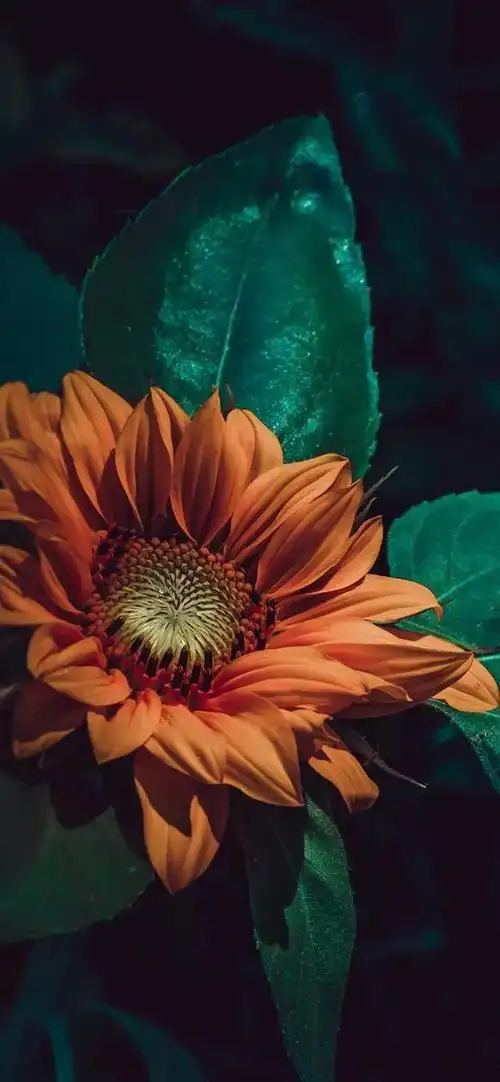 向阳而生,唯美的向日葵壁纸,全屏高清无水印_网易订阅