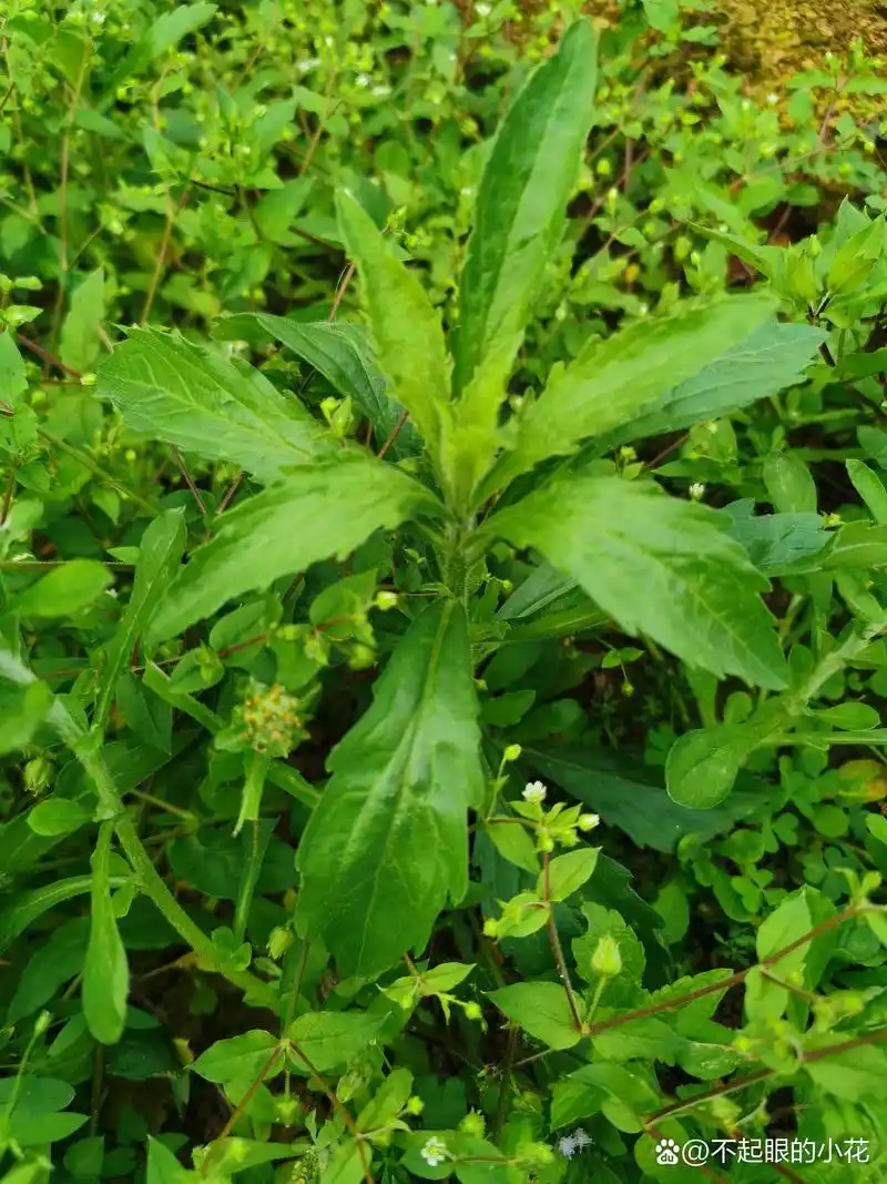 小蓬草,又名风湿草,飞蓬草,小白酒草.