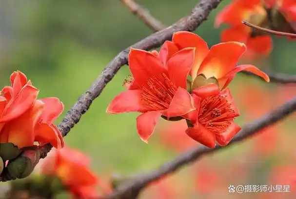 手机如何拍出好看的木棉花看完秒懂收藏