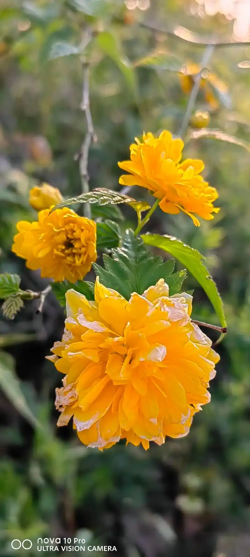 随手拍身边的风景花草,生命不息热爱不止#静心聆听享受一下片刻 - 抖