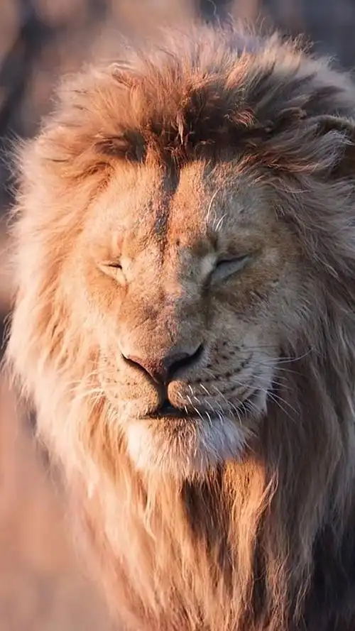 这小狮子还挺可爱的,奶凶奶凶的