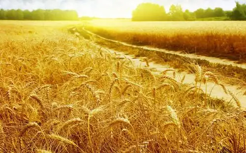 麦田唯美图片,高清壁纸,风景图片-回车桌面