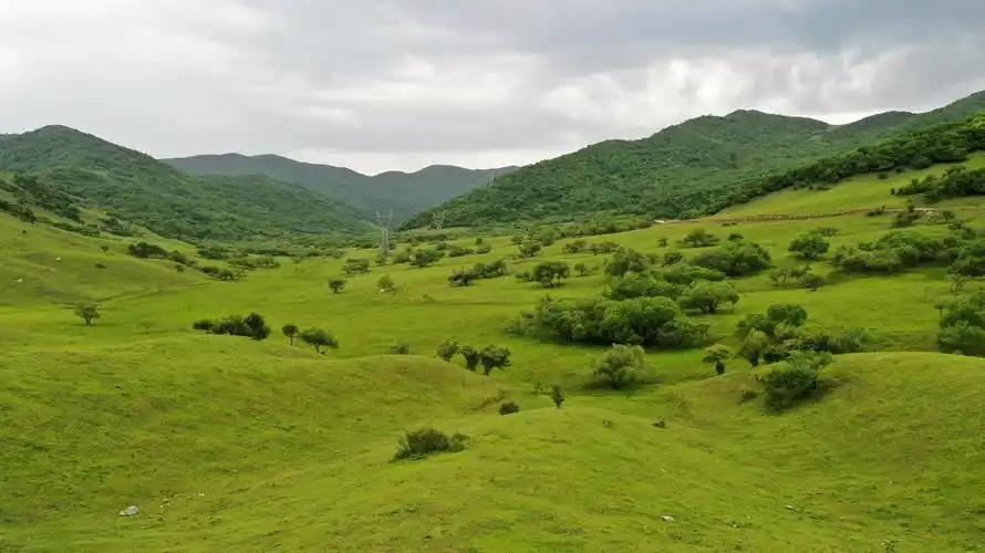 这是6月7日拍摄的关山上的高山草甸与森林(无人机照片).