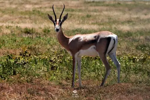 上百只羚羊,在草原上撒欢,▲长颈鹿正在悠闲的吃草▲首先迎接我们的