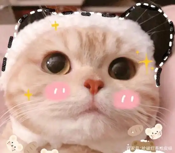 可爱猫咪情侣头像:少女心爆棚