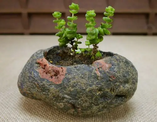 原生态天然石头花盆创意双孔鹅卵石花器水培多肉植物盆栽绿植包邮