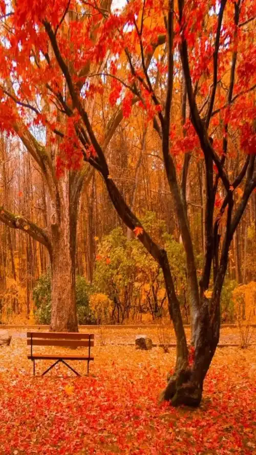 落叶知秋,枫叶飘游,如此意境,心绪难收.