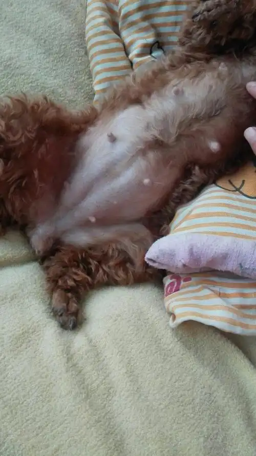 我家泰迪怀孕37天了肚子好大不知道有面有几只宝宝,请大家给我看看有