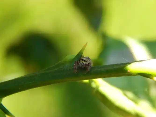 可爱的跳蜘蛛壁纸1600x1200分辨率查看